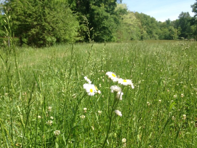 Daisies at St. Mary's, May 2014